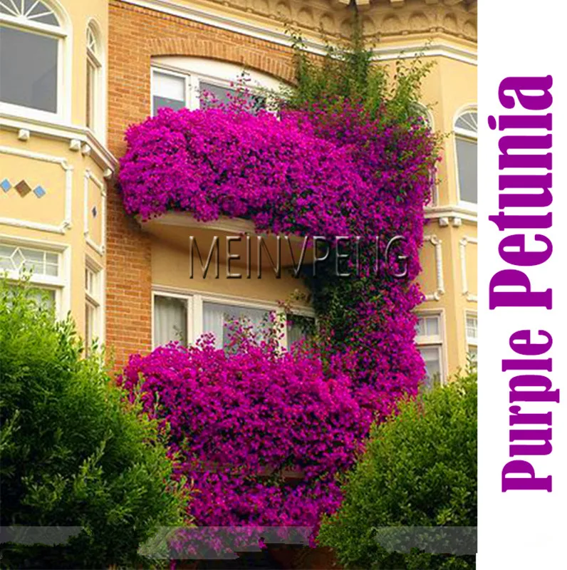 

Loss Promotion!100% True Hanging Purple Petunia Flower bonsai, Fragrant Garden Ornamental Flowers,perennial flower plants