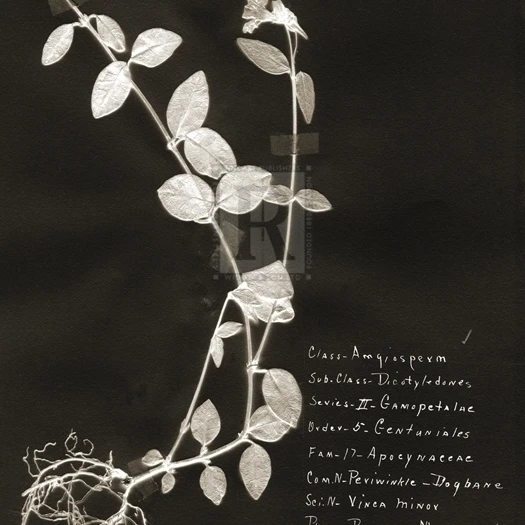 Botanical Collector III Poster Print by Chris Dunker (16 x 24)