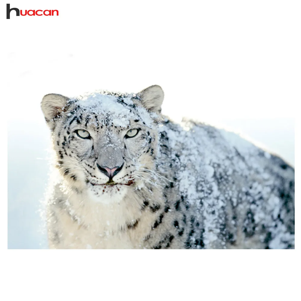 cougar puma jaguar femme cougar puma jaguar femme