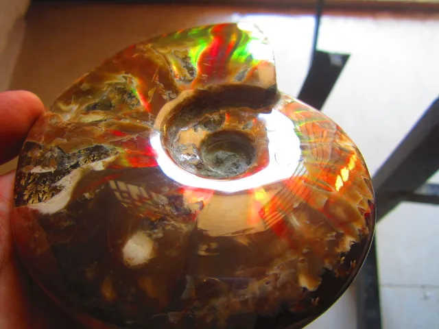 Special Price 483g(1.06 lb) Iridescent Ammonite Ammolite Specimen Fossil Madagascar BFB511