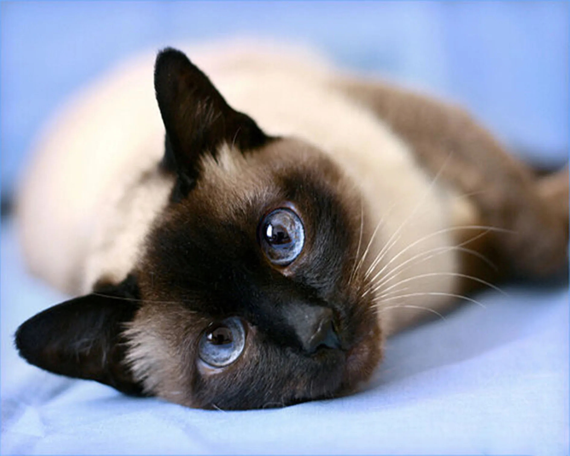Full Diamond mosaic Crafts Siamese cat artwork decoration Rhinestone