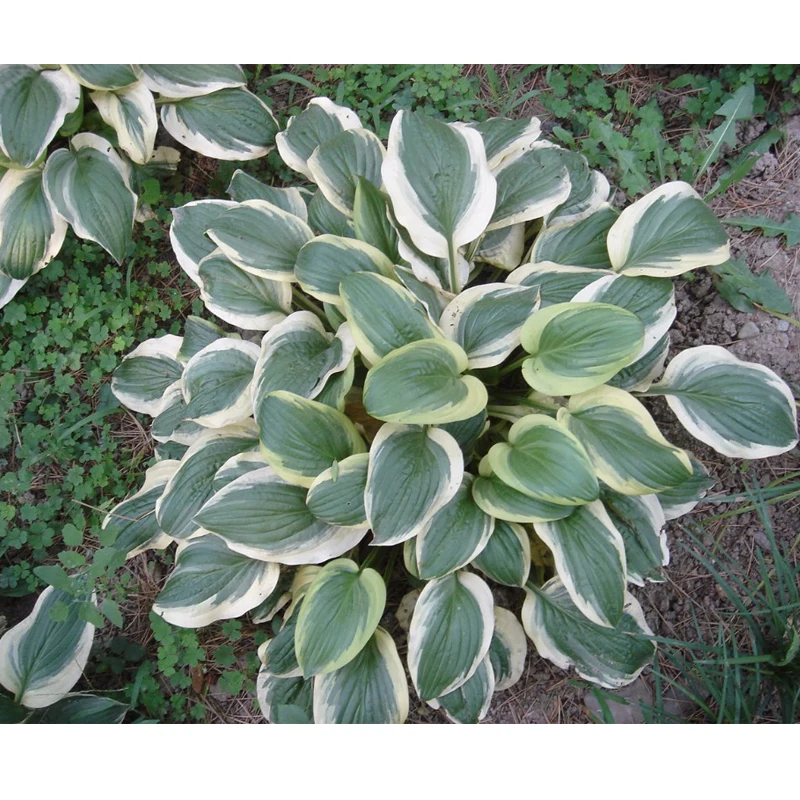 Seeds Bulbs Hosta Plantaginea Seed Fragrant Plantain Flower Fire And Ice Shade Mixed 1000pcs Home Garden Bioconservation Org