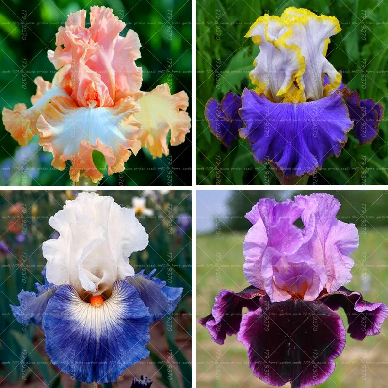 20pcs Bonsai Iris Flower Perennia Flower Seeds Rare Flower Seeds ...