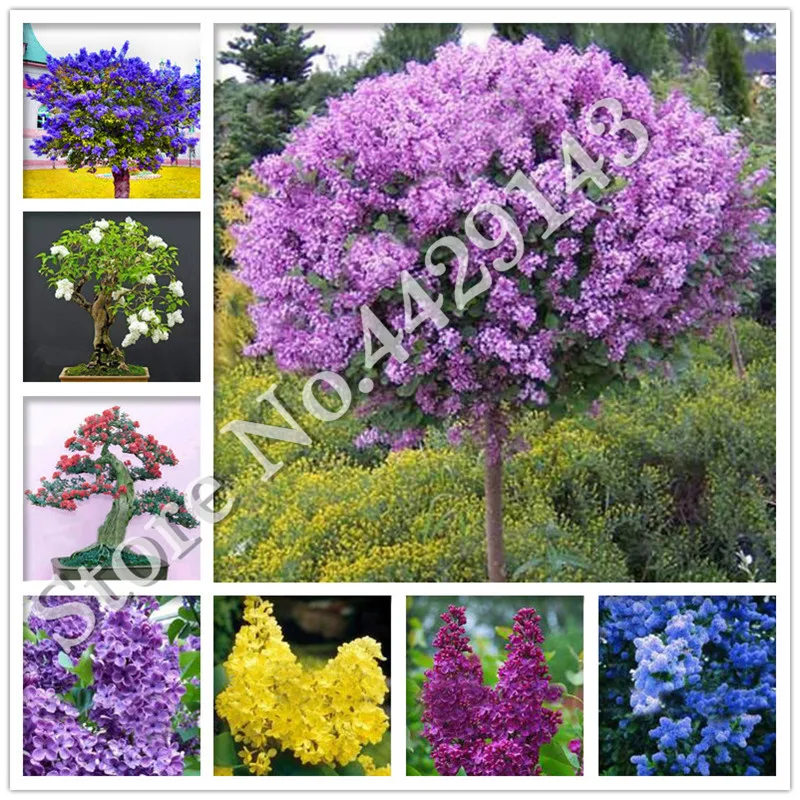 

100 PCS Beautiful lilac flower clove flower bonsai lilac trees Syzygium Aromaticum perennial outdoor plant for home garden