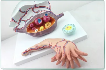 

Human Ovarian Structure, Ovarian Enlargement, Plan Parenthood Demonstration Model for Medical and Beauty Parlor