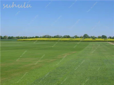 100pcs Bermuda Grass Seed – Best Seeds Online | Free Shipping Worldwide