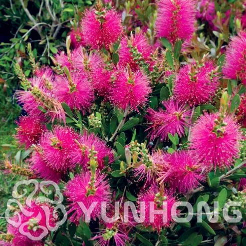 Бесплатная доставка, Callistemon Viminalis бонсай 50 бонсай редкие Золото Мини Callistemon Viminalis дерево бонсай Семена цветов для дома