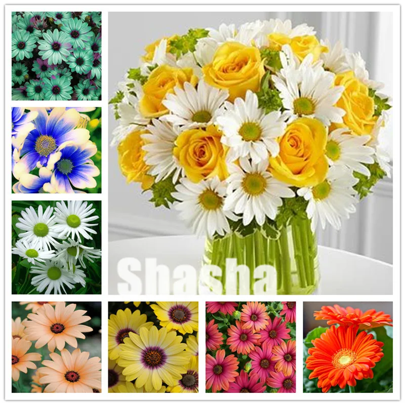 

Bonsai 100 Pcs Daisy Flower Bonsai Flower flores Indoor Potted Flowering Plants for DIY Home & Garden the Budding Rate 97%