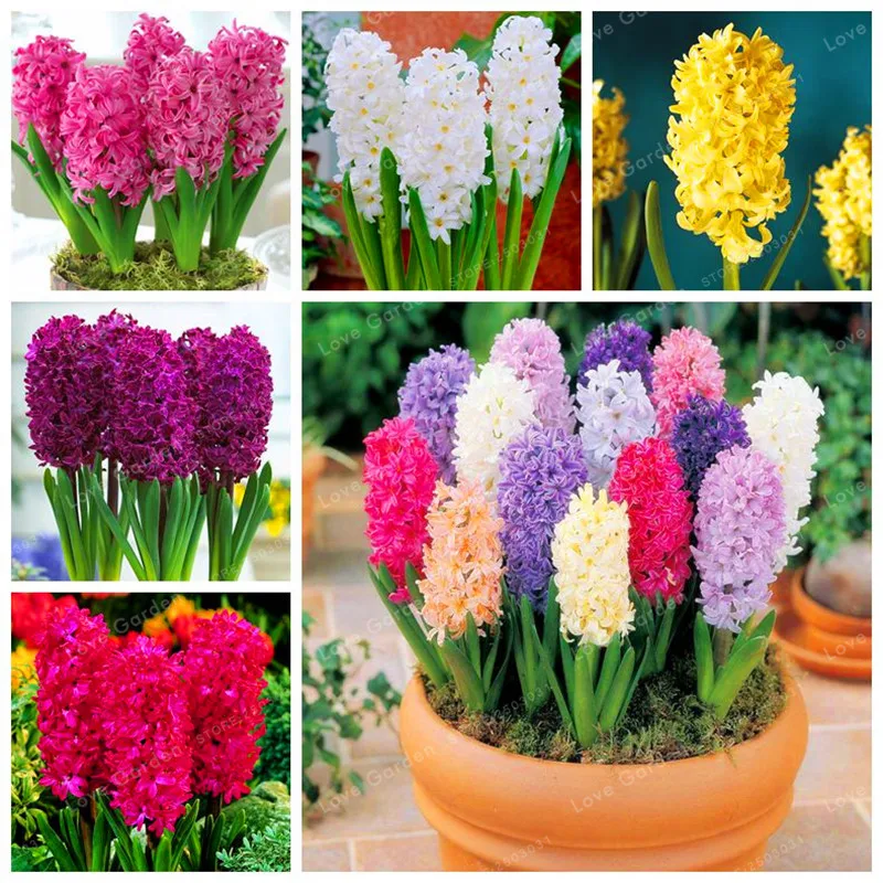 

50 Pcs Real Hyacinth Bonsai Green Plants(Not Hyacinth Bulbs) Easy To Grow Bonsai Balcony Flower Bonsai For Home Garden