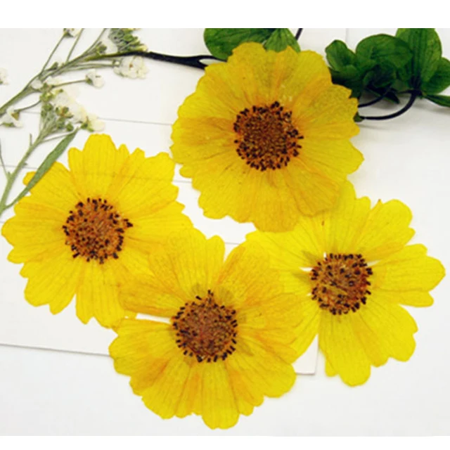 

Yellow Hymenoptera Dried Flower Petal Crafts Gift Card Decoration For Children Handicrafts 120pcs per lot Free shipment