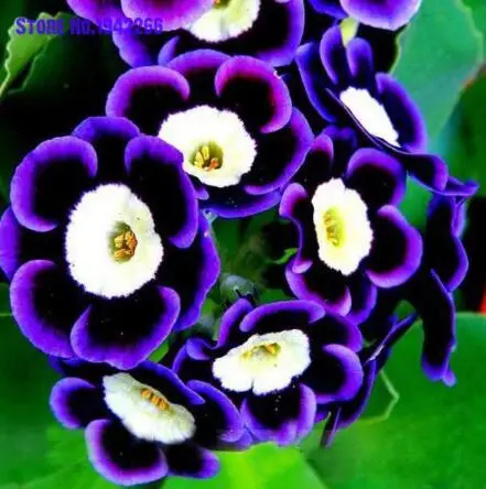 

100pcs Scarce Rare Phantom Petunia Flower bonsai Pack Garden Bonsai Petunia Home Garden Decoration Flowers Ground Cover
