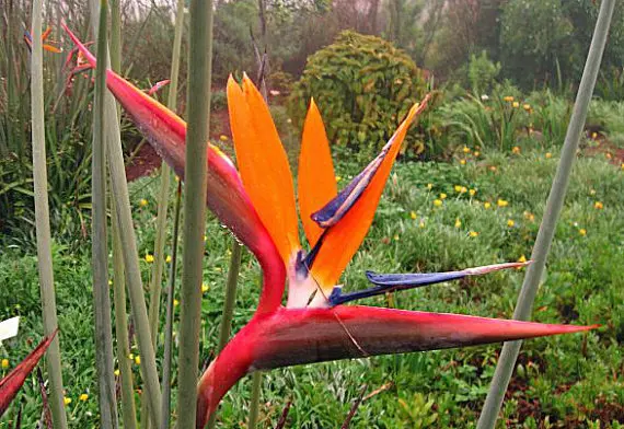 red bird of paradise flower seeds red junces strelitzia reginae