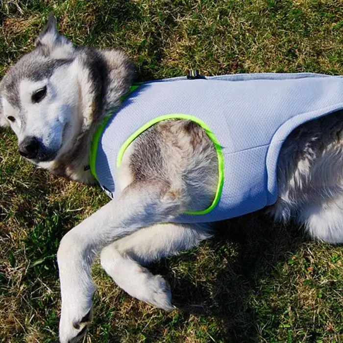Летняя одежда для собак, сетчатая охлаждающая упряжь, тонкая одежда с капюшоном для больших и средних собак E2S