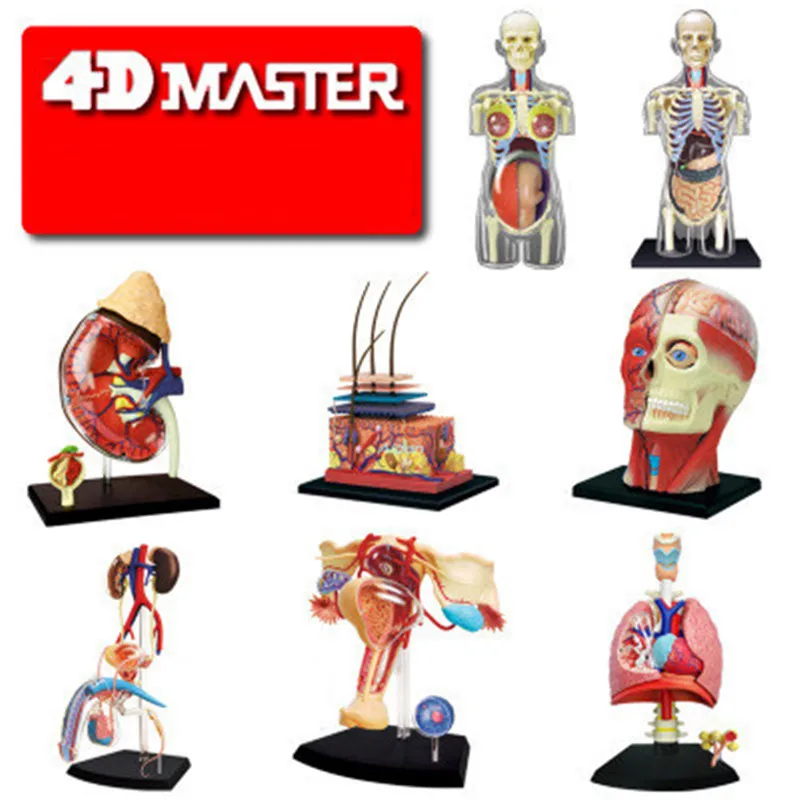 

4D XXRAY Original Fake Plastic Action Figure Toy Human Internal Organ Anatomy BFF Model Of Medical Street Art BOX Z1475