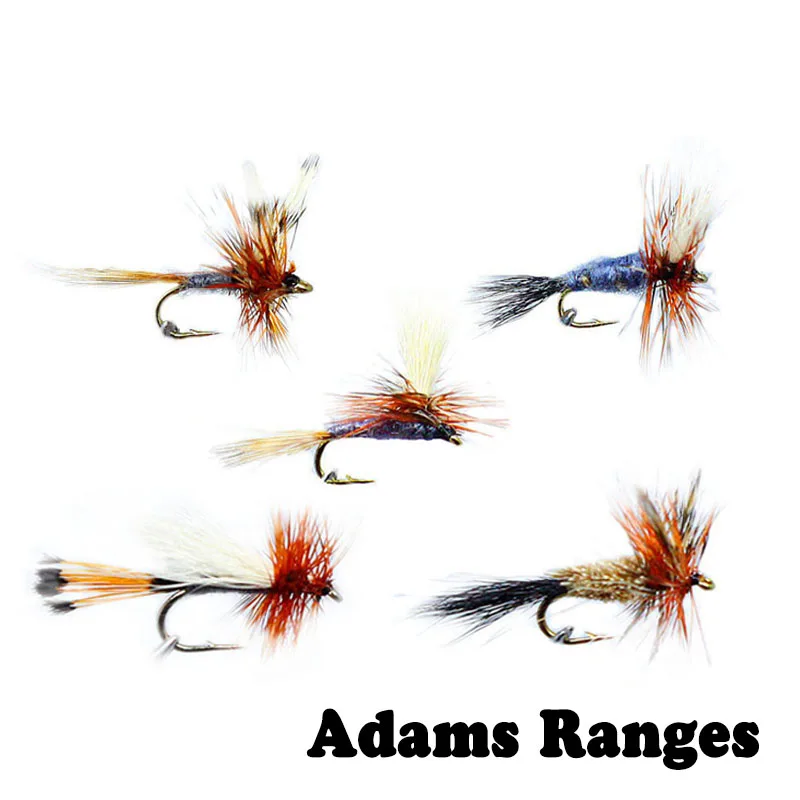 adams