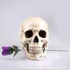 human skull model Mongol resin skull model  human skeleton model 4