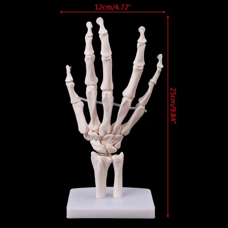 Hand Joint Anatomical Skeleton Model Human Medical Anatomy Study Tool Life Size Hand Joint Anatomical Skeleton Model Human Medical Anatomy Study Tool Life Size