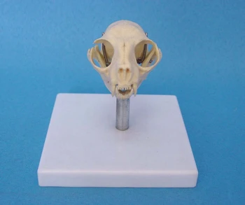 

Cat Head Bone Skull Skeleton Model Cat Skull Anatomical Model Medical Science Teaching Veterinary Anatomy Animal Skeleton Model