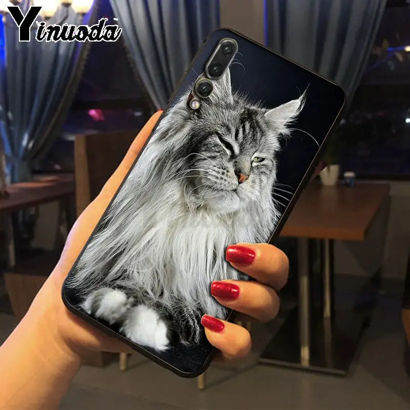 pet maine coon cat