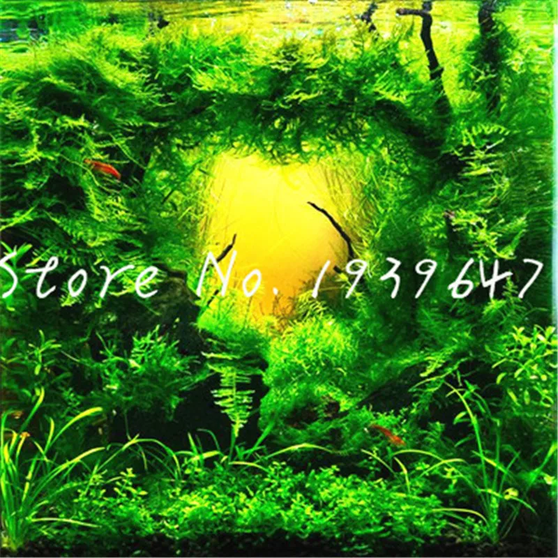 1000 Pcs/bag Hot Pellia Java Fish Tank Aquatic bonsai For Live Fish Moss Fern Aquarium Plant Landscape Decoration Ornament grass
