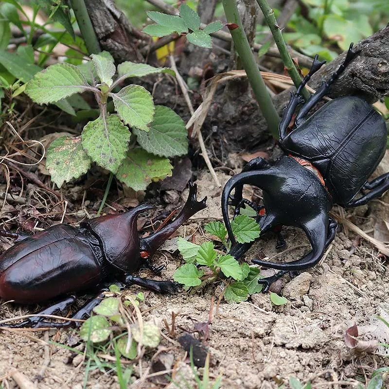 独角仙