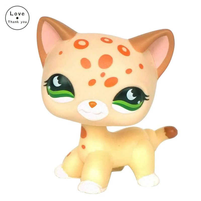 lps shorthair cat leopard