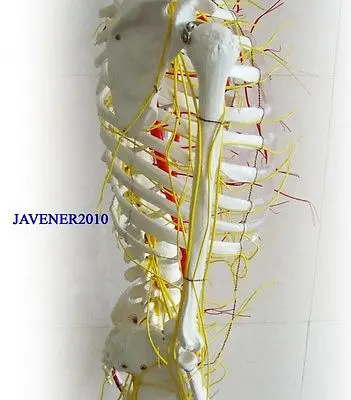NEW170cm анатомический скелет человека модель кровеносных сосудов и нервов+ стенд