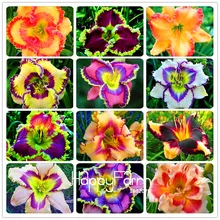 Hot Sale! 100 Seeds/Lot Hybrid Daylily Flowers Seeds Hemerocallis Lily Indoor Bonsai Home Garden Supplies