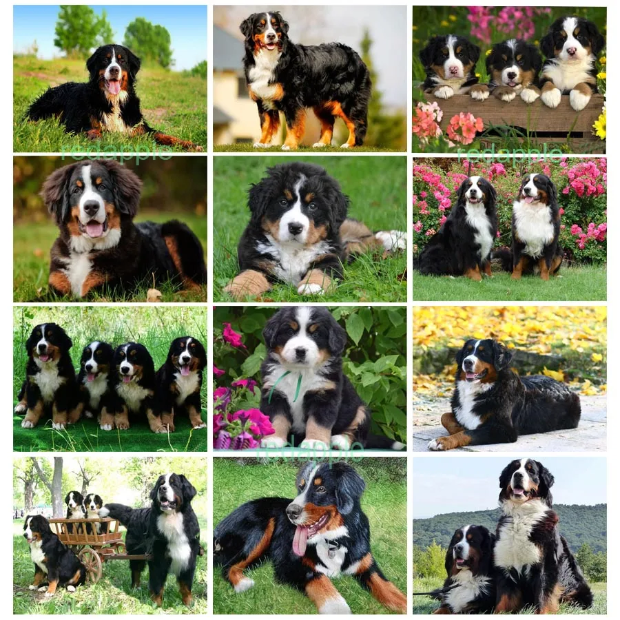new-arrival-Diamond-painting-embroidery-Puppy-Bernese-Mountain-Dog-crystal-beads-5d-cross-stitch-kits-handwork