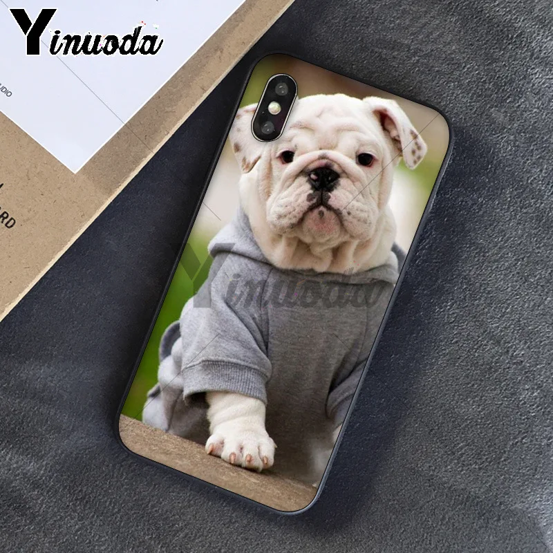 Cute dog english bulldog
