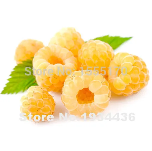 Free Shipping 4000 Pcs Raspberry Bonsai Mixed Colors Super Big Raspberry Fruit For Flower Pots Planter Home Garden Bonsai Plants Free Shipping 4000 Pcs Raspberry Bonsai Mixed Colors Super Big Raspberry Fruit For Flower Pots Planter Home Garden Bonsai Plants