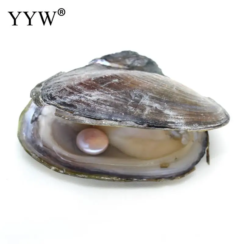 

Freshwater Cultured Love Wish Pearl Oyster Button Mussel Shell With Pearl Inside Pearl Mysterious Gift Surprise