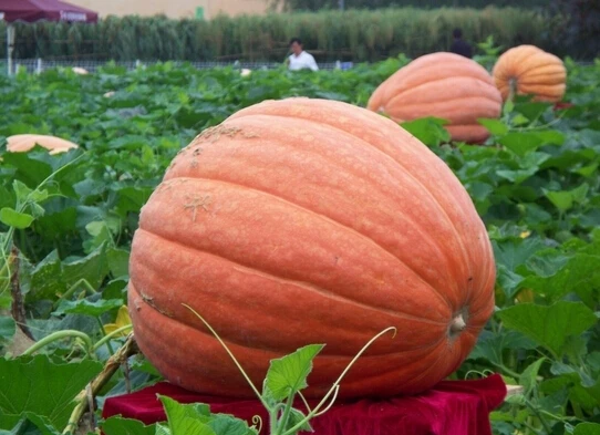 10 шт./лот, happy farm огромный Тыква растительных растений для дома садовое насаждение