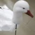 Открытый Охотничий Манок Tyvek Трафаретная Печать Windsock EVA Plastic Snow Goose Wind Socks Plastic Goose Decoy