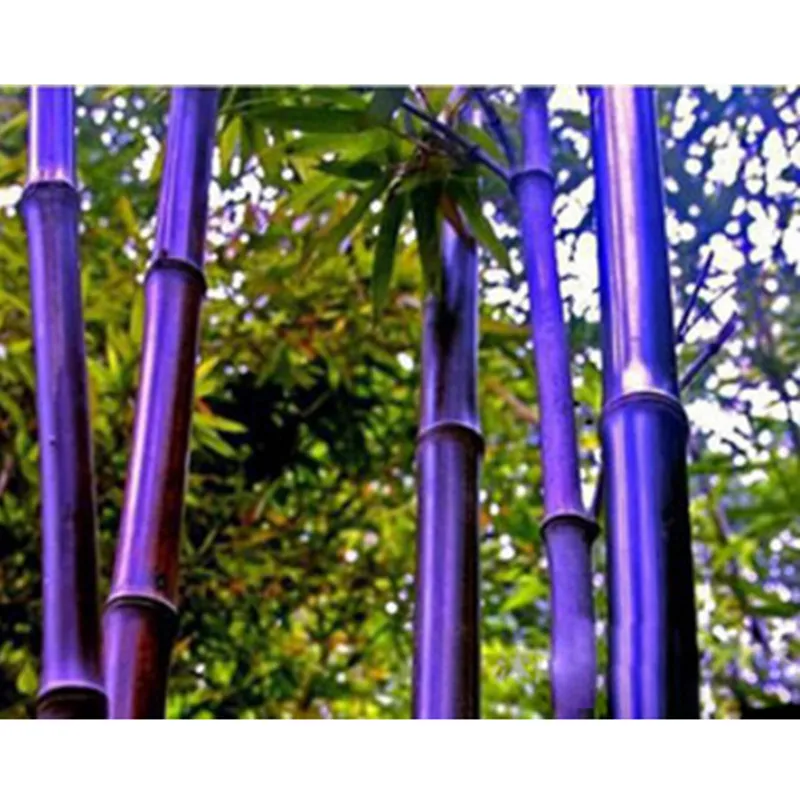 Buy Rare Purple Bamboo Seeds Decorative Garden Lucky