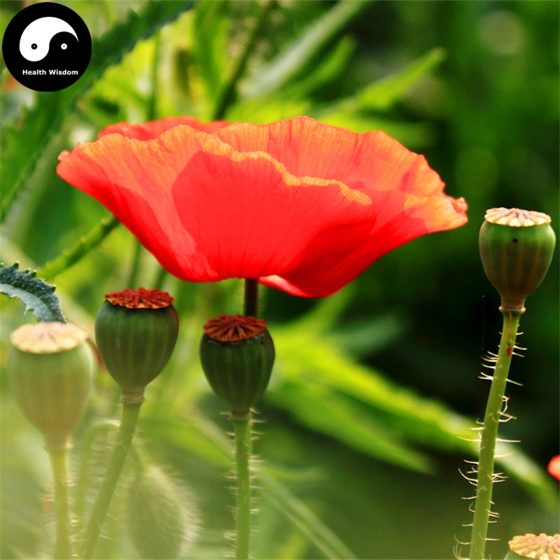 

Buy Field Poppy Flower Semente 200pcs Plant Papaver Rhoeas Flowers Flanders Poppy