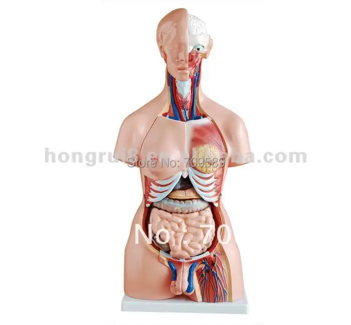Модель Torso 85 см (23 части) два секса | Канцтовары для офиса и дома