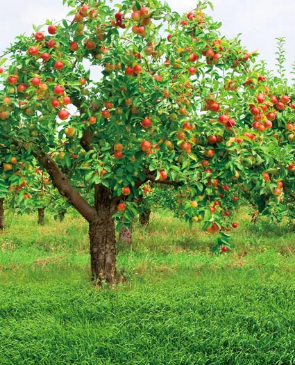 

Countryside photo background for kids orchard garden photography backdrops for photo studio camera fotografica props CM-5202