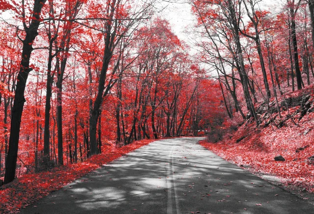 laeacco forest trees red leaves road photography backgrounds digital