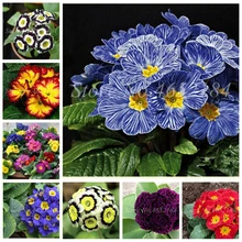 100 Pcs 100% True Europe Primula Acaulis bonsai Primrose Indoor Bonsai Flower Seedsplants For Home Garden Radiation Absorption