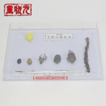 

Arthropod Specimens Biological Experiments Teaching Aids Children Cognitive Teaching Experiment Equipment Instrument M-1249