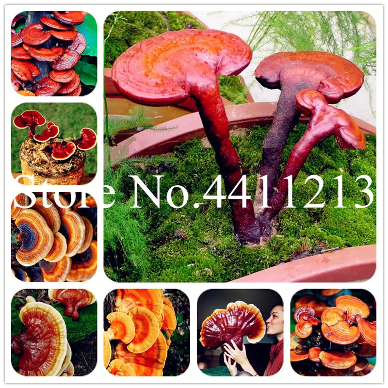 Распродажа! 50 шт./пакет Ganoderma Lucidum бонсай редкий гриб завод свежие овощи растения китайская медицина бонсай для Домашнего Цветоводства