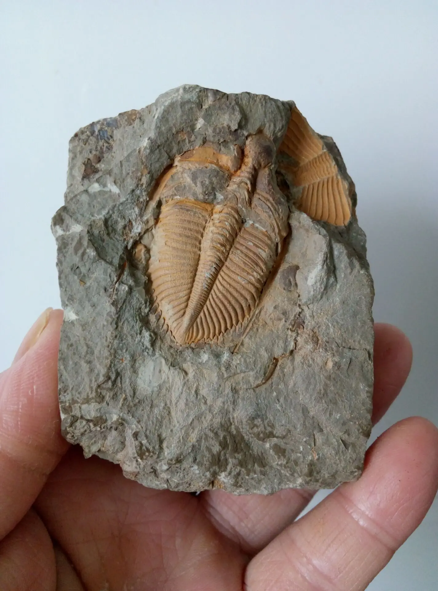 Fossil Golden Trilobite(coronocphalus jastrowi) на matrix rock