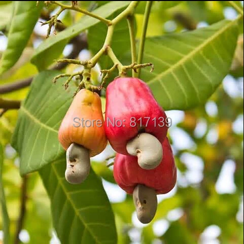 dik Probleem Overeenkomstig met Tuin plant 1 zaad cashew boom zaden, Anacardium occidentale, Zeldzame  tropische plant boom fruit zaden gratis verzending|fruit protector|seeds  waterseed - AliExpress