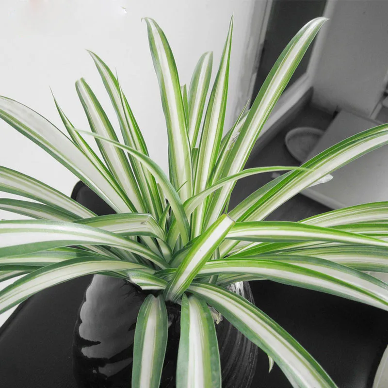 Hot Selling Green White Chlorophytum Seeds Bonsai Absorb Formaldehyde