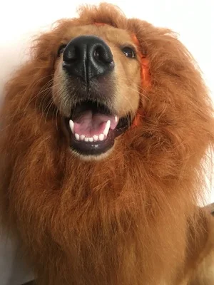 

Practical Boutique Pet Dog Lion Wigs Mane Hair Party Fancy