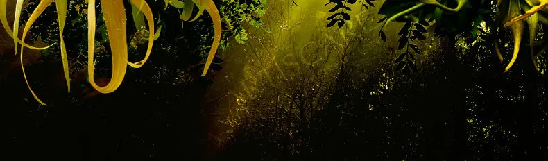 ylang-ylang_01