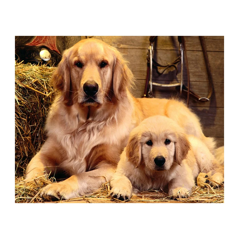 Diamond Embroidery 5D DIY Diamond Painting Lovely Two Dogs Animal Diamond Painting Cross Stitch Rhinestone Mosaic 