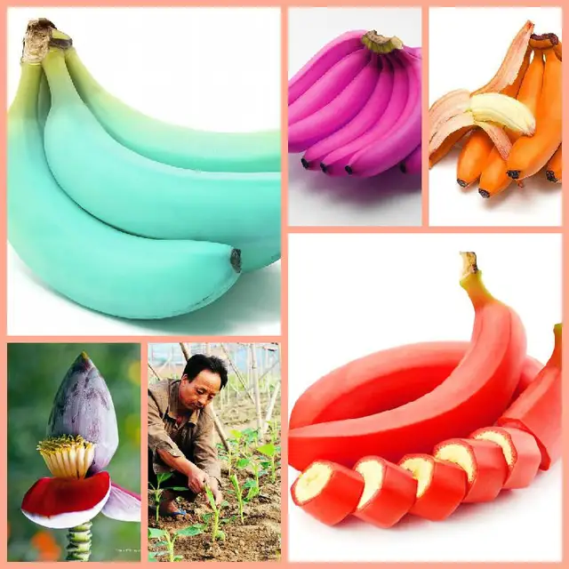 100pcs Original Package Red Banana Seeds Rare China Fruit Seeds Milk