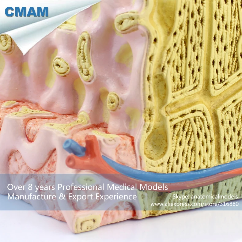 12356/микроскопическая анатомическая модель костного мозга, медицинская научная образовательная учебная анатомическая модель